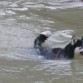 Ahora esta Jenna nadando en la represa de calabozo, no come de nada , a penas vio el agua y chupulon se lanzo de una vez.